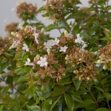 Rose Creek Abelia, Flowering Shrub, Live Plants   555102950
